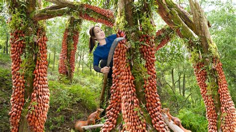 Harvest Wild Rattan fruit (FOREST LEECHES) Go to market sell - How to make delicious fried meat ...