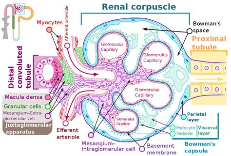 Renal corpuscle-en - Macula densa - Wikipedia Renal Physiology, Human ...