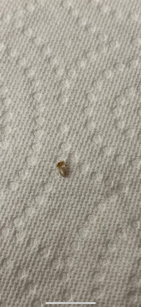 Found this dead on my carpet and looking sort of squished. Any thoughts ...