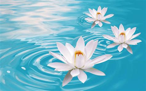 Lotus Flower Wallpapers - Wallpaper Cave