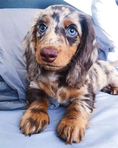 Supa Dogs : 😍 - Dachshund Delight - #Dachshund #delight #Dogs #Supa | Puppies, Dachshund puppies ...