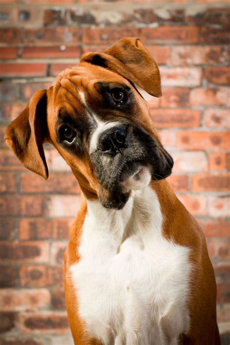 40 Medium-Sized Dog Breeds That Are the Perfect First Pet for Any Family | Boxer dogs, Baby dogs ...