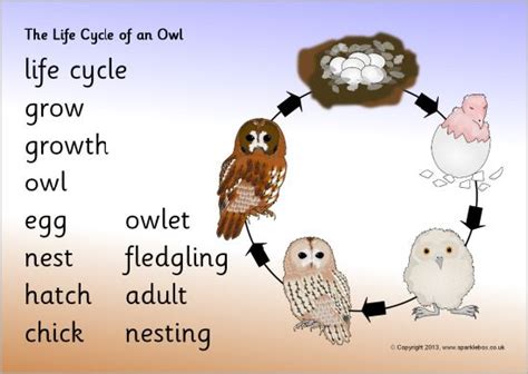 Life cycle of an owl word mat (SB9496) - SparkleBox Bird Life Cycle ...