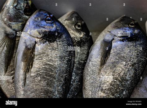 Fresh fish at the fish market, fish on display many types of fish Stock Photo - Alamy