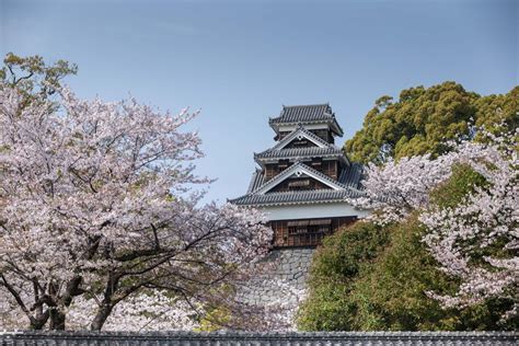 Kumamoto Castle Cherry Blossoms