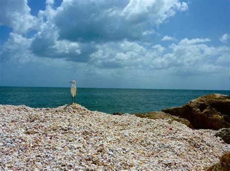 40 Photos of Sanibel Island, Florida: Thousands of Exotic Shells Line the Beach | BOOMSbeat