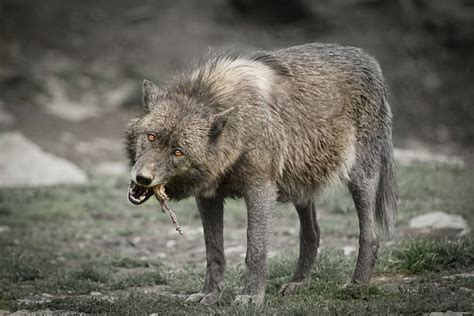 Wolf Meat Stock Photos, Pictures & Royalty-Free Images - iStock