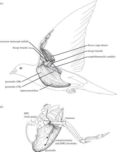 Bird Muscular System