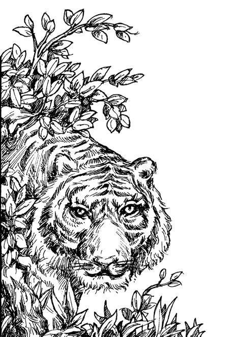 14+ Colouring Tiger Coloring tigers auburn tiger football survivor printable animals mascot ...