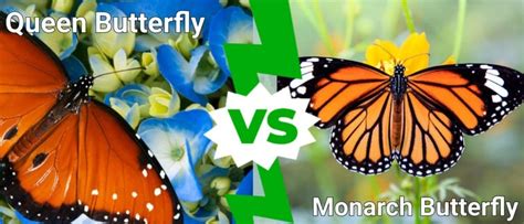 Queen Butterfly vs Monarch: What Are The Differences? - Unianimal