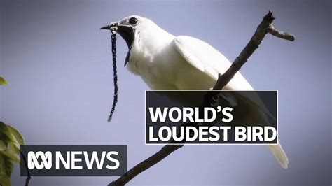 World's loudest bird, the white bellbird, has a mating call above human pain threshold | ABC ...