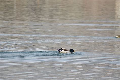 Swimming mallards Stock Photos, Royalty Free Swimming mallards Images ...