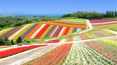 In photos: the flower fields at Shikisai-no-oka in Hokkaido are now ...