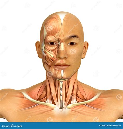 3d Asian Male Model Face and Neck Muscles Anatomy Stock Illustration - Illustration of exercise ...