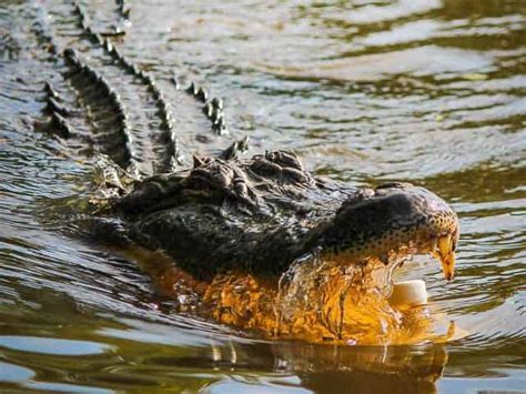 Louisiana Airboat Tours: What to Expect w/ Photos & More