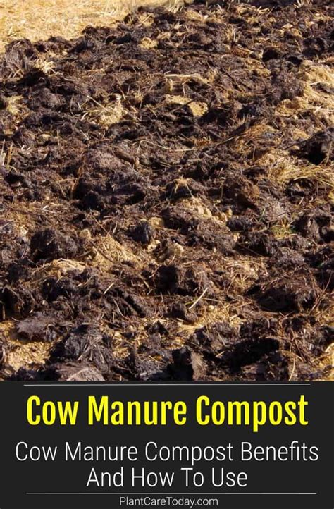 Cow manure compost benefits and how to use – Artofit