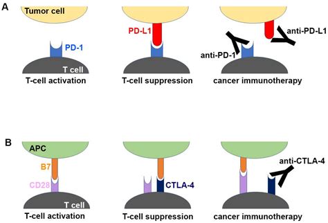 Molecules | Free Full-Text | Molecular Interactions of Antibody Drugs Targeting PD-1, PD-L1, and ...