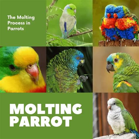 Parrots body language - How to read parrot body language