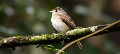 Sinharaja Rain Forest | Rainforest birds, Rainforest, Forest