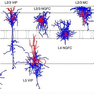 Classical interneuron types. The morphological diversity of classical... | Download Scientific ...