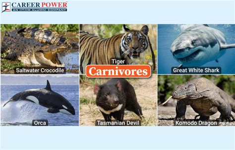 Carnivores Animals: Name, List and Examples