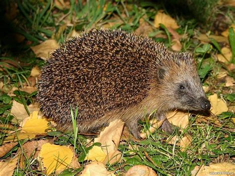 Autumn Hedgehog | Animals, Animal facts, Domesticated hedgehog