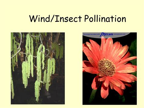 Pollination and Fertilisation - Presentation Biology