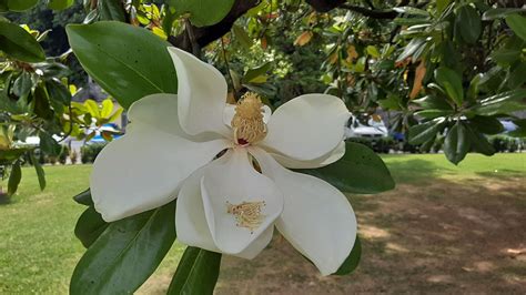 Magnolia grandiflora - Trees and Shrubs Online