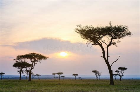 Masai Mara at sunrise stock photo. Image of national - 104665530