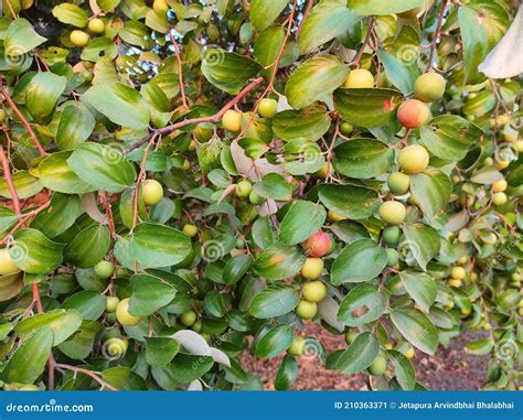 Beautiful Ber Tree Fruits stock image. Image of tree - 210363371