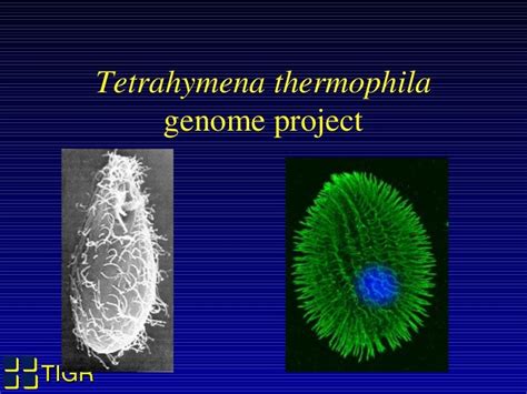 Tetrahymena genome project 2003 presentation by Jonathan Eisen