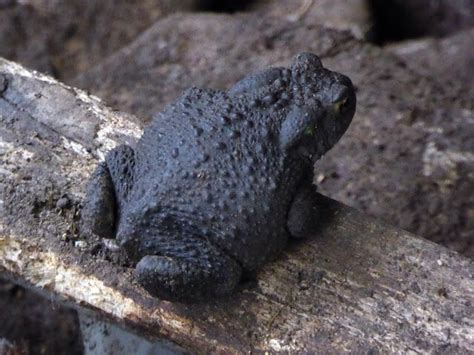 Female Black toad, found under log in my garden 27 07 2015 | Flora and fauna, Wildlife, Toad