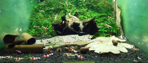 How to Setup a Freshwater Shrimp Tank? [Beginner’s Guide]