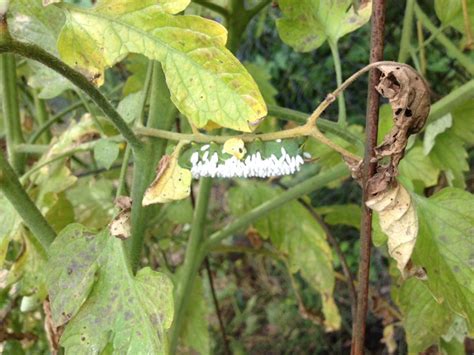 Tomato Hornworm With Parasites