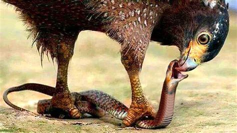 Breathtaking! This Is How Eagle Can Hunt The Most Venomous Snakes In ...