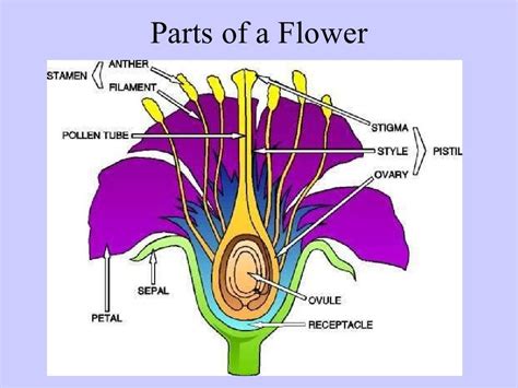 14-1 Plant Anatomy