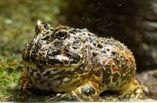 Goliath Frog | Animal Wildlife