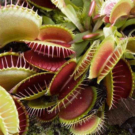 Venus Fly Trap Dionaea Muscipula Carnivorous Indoor - Plants from Gardeners Dream UK