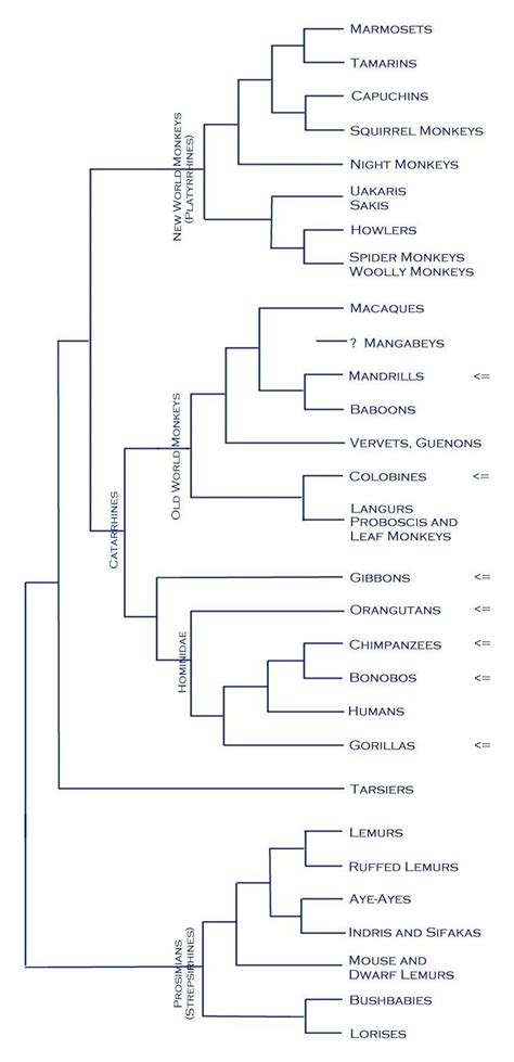 Primate phylogeny | Primates, Evolutionary biology, Family tree