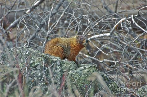 Yellow-bellied Marmot Photograph by Thomas Major - Fine Art America