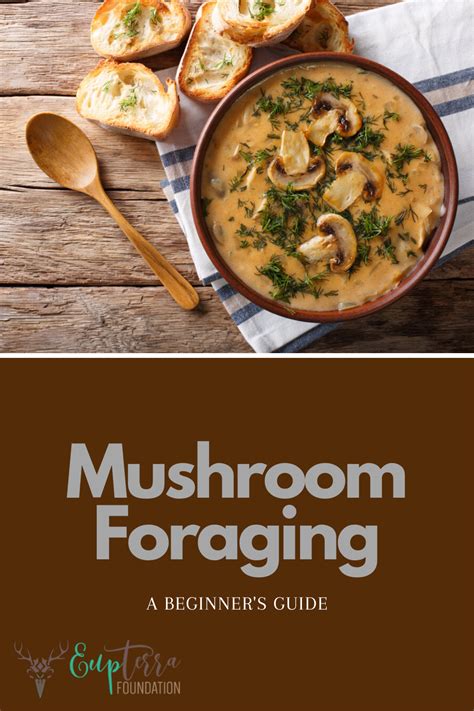 A Beginner's Guide on Mushroom Foraging • Eupterra Foundation