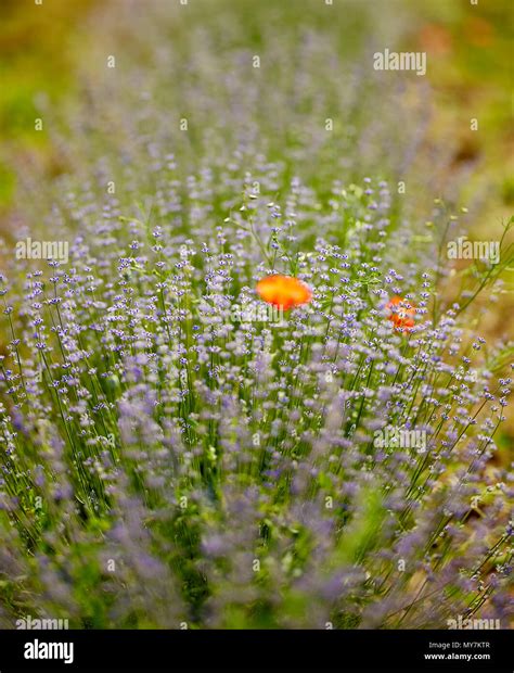 Rows of lavender bushes in a garden Stock Photo - Alamy