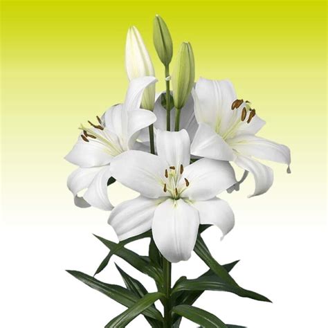 Reload Lilium Bulbs: Buy forced, imported flower bulbs online in Pakistan - Bagh.pk