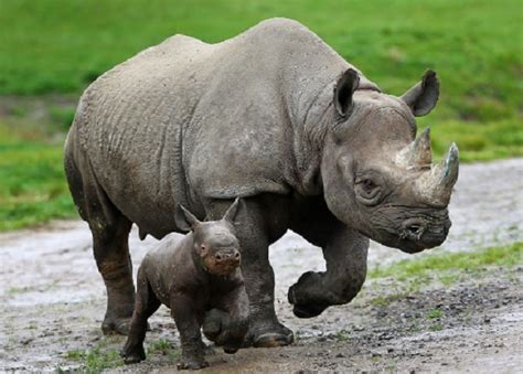 Black Rhinoceros – Diceros bicornis | Facts About Animals