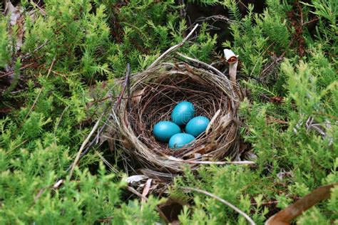 Gray Catbird Nest Stock Photos - Free & Royalty-Free Stock Photos from Dreamstime