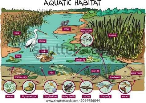 1,021 Food Chain Pond Images, Stock Photos, 3D objects, & Vectors | Shutterstock