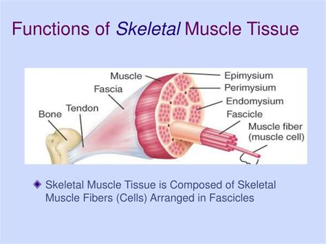 Skeletal Muscle Tissue