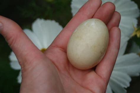 What color are Magpie Duck eggs? | BackYard Chickens