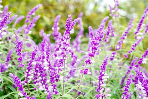 How to Grow and Care for the Mexican Bush Sage