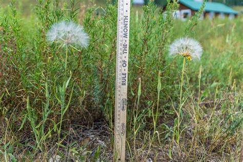 Western Salsify - Rocky Mountain Biological Laboratory